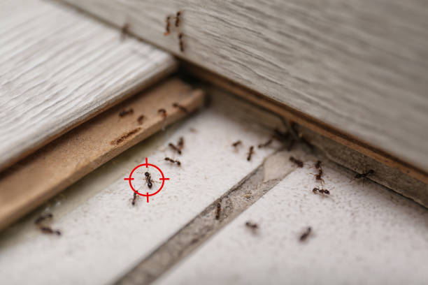 Best Termite Control Services  in Whitwell, TN