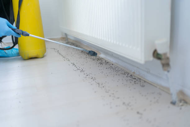 Best Wasp Removal Services  in Whitwell, TN